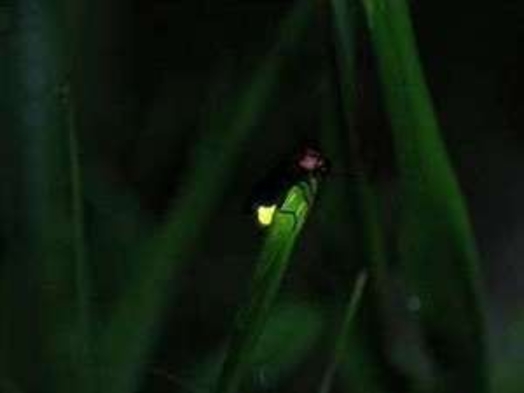 【 水面に揺れる蛍火 】竹ヶ沢公園ほたる鑑賞の夕べ♪無料送迎付プラン